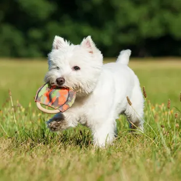 Hundespielzeug