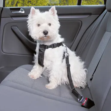 HundeTransportbox-Sicherheit für unterwegs